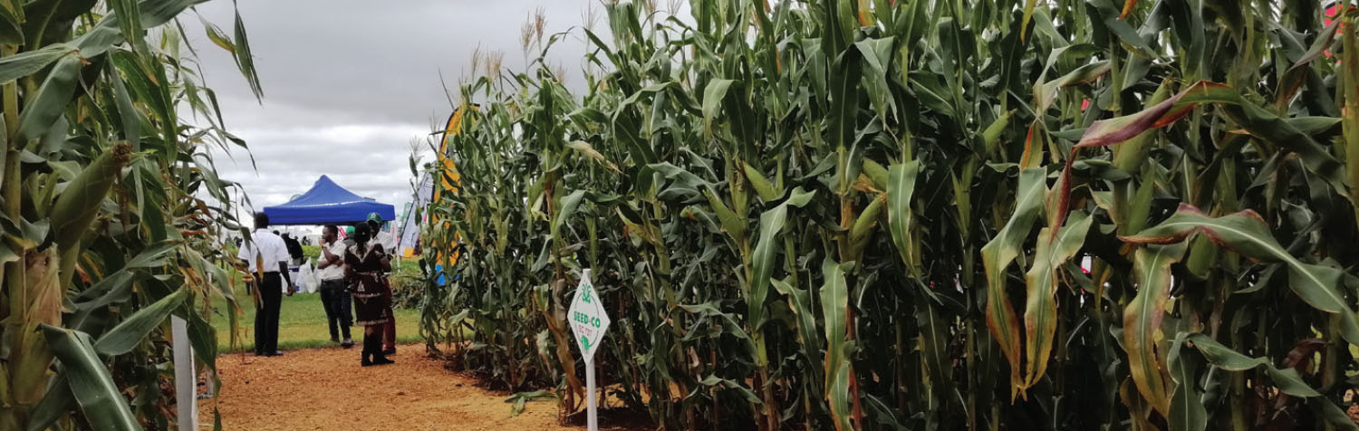 maize field