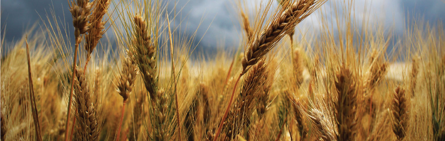 wheat