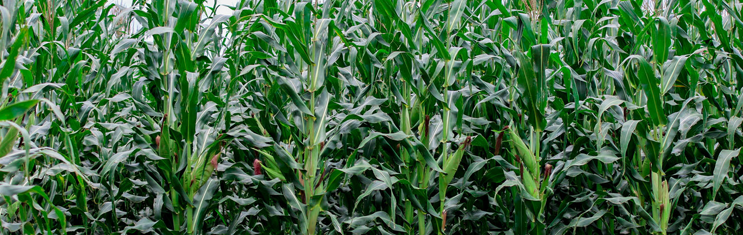 maize-banner