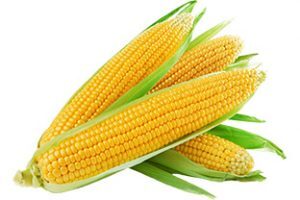 yellow maize