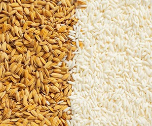 menu-rice