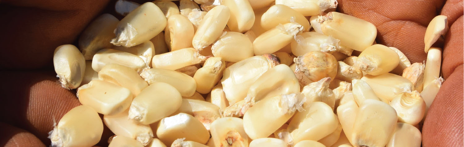 maize