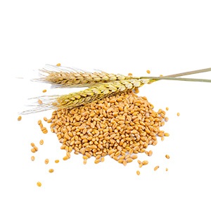wheat_image